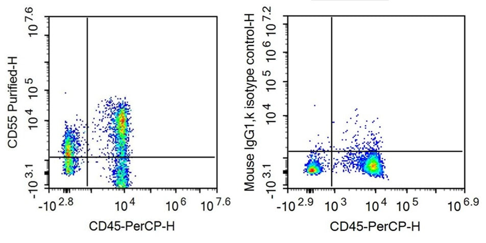 Anti-Cluster Of Differentiation 55 (CD55) Monoclonal Antibody - image 2