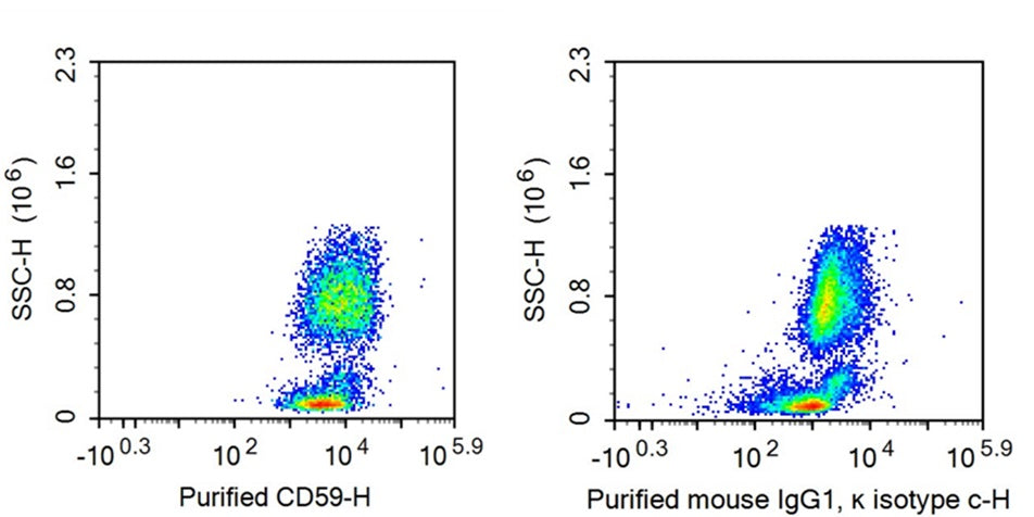 Anti-Cluster of Differentiation 59 (CD59) Monoclonal Antibody - image 2