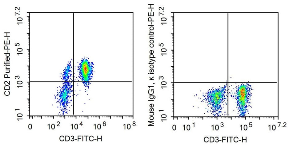Anti-Cluster Of Differentiation 2 (CD2) Monoclonal Antibody - image 2
