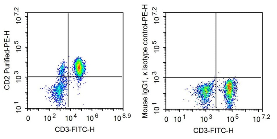 Anti-Cluster Of Differentiation 2 (CD2) Monoclonal Antibody - image 2