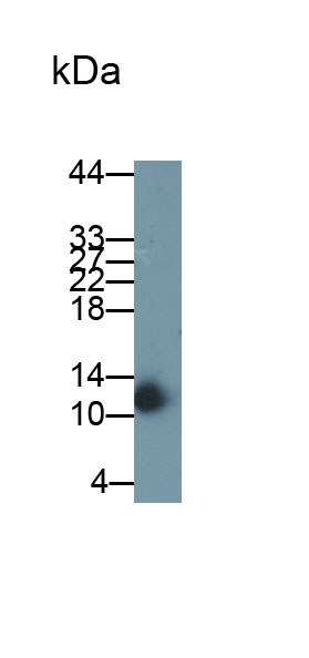 Alpha-Lactalbumin (aLA) Monoclonal Antibody - image 2