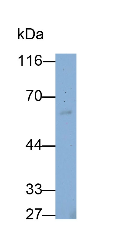 Carcinoembryonic Antigen Related Cell Adhesion Molecule 1 (CEACAM1) Monoclonal Antibody - image 2