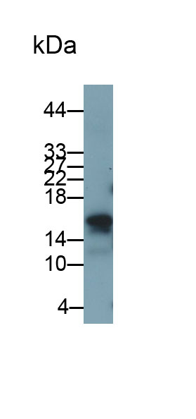 Alpha-Lactalbumin (aLA) Monoclonal Antibody - image 2