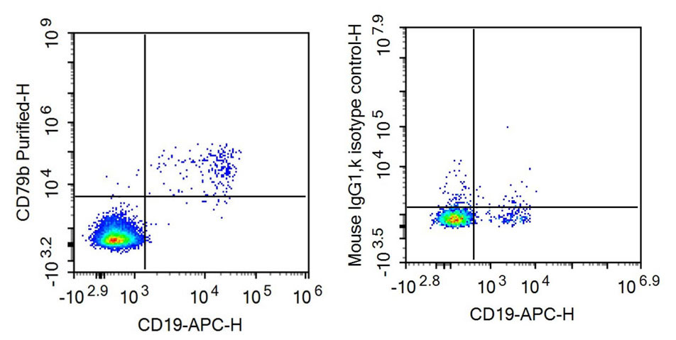 Anti-Cluster of Differentiation 79B (CD79B) Monoclonal Antibody - image 3