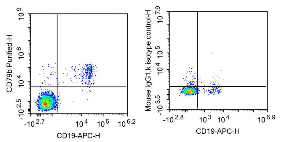 Anti-Cluster of Differentiation 79B (CD79B) Monoclonal Antibody - image 3