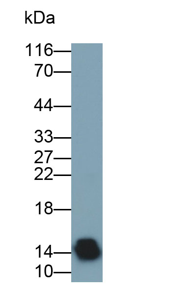 Western Blot; Sample: MDA-MB-435S cell lysate; Primary Ab: 0.6ug/ml Mouse Anti-Human aLA Antibody; Second Ab: 0.2ug/ml HRP-Linked Caprine Anti-Mouse IgG Polyclonal Antibody