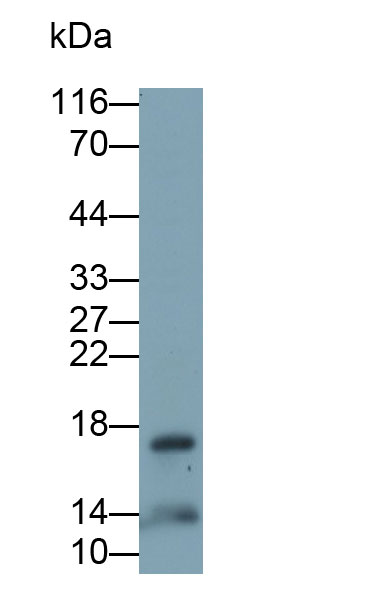 Alpha-Lactalbumin (aLA) Monoclonal Antibody - image 3