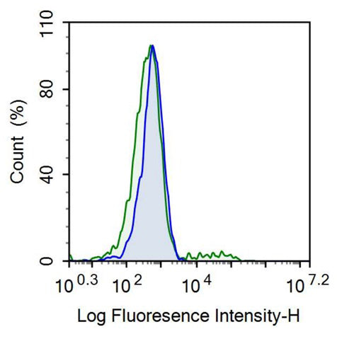Anti-Beta-1,3-Glucuronyltransferase 1 (b3GAT1) Monoclonal Antibody - image 2