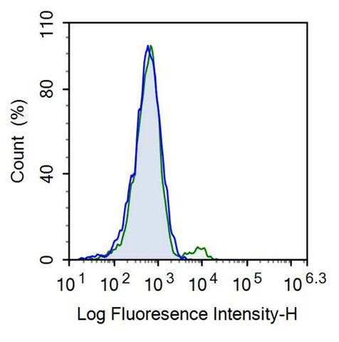 Anti-Beta-1,3-Glucuronyltransferase 1 (b3GAT1) Monoclonal Antibody - image 2
