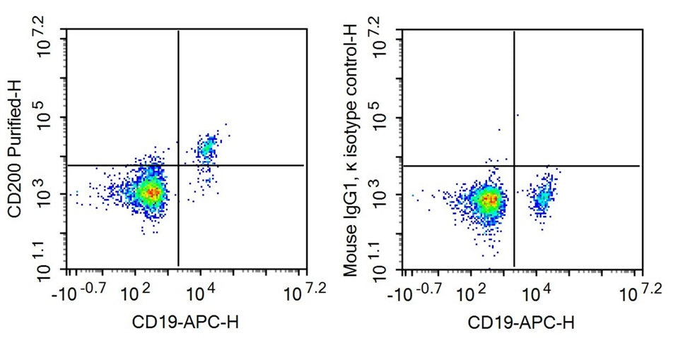 Anti-Cluster Of Differentiation 200 (CD200) Monoclonal Antibody - image 2