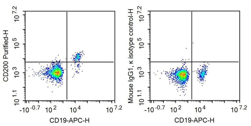 Anti-Cluster Of Differentiation 200 (CD200) Monoclonal Antibody - image 2