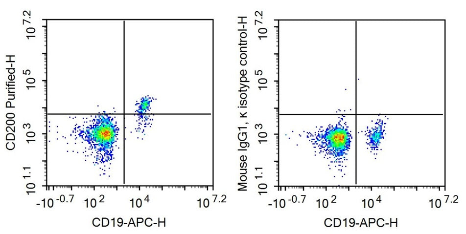 Anti-Cluster Of Differentiation 200 (CD200) Monoclonal Antibody - image 2