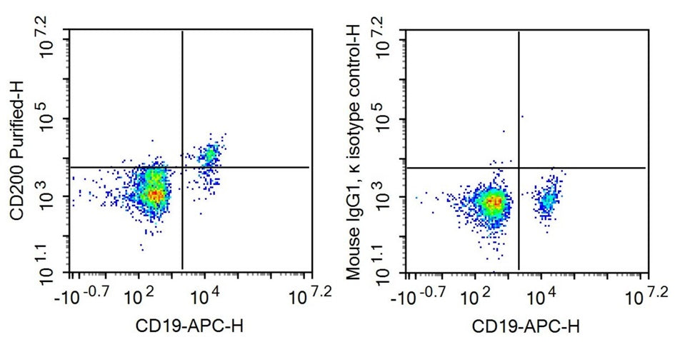 Anti-Cluster Of Differentiation 200 (CD200) Monoclonal Antibody - image 2