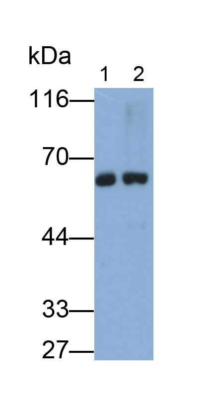 Tyrosine Hydroxylase (TH) Monoclonal Antibody - image 2
