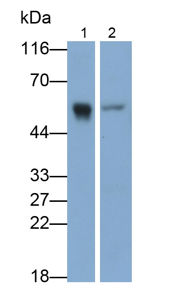 Immunoglobulin G (IgG) Monoclonal Antibody - image 2