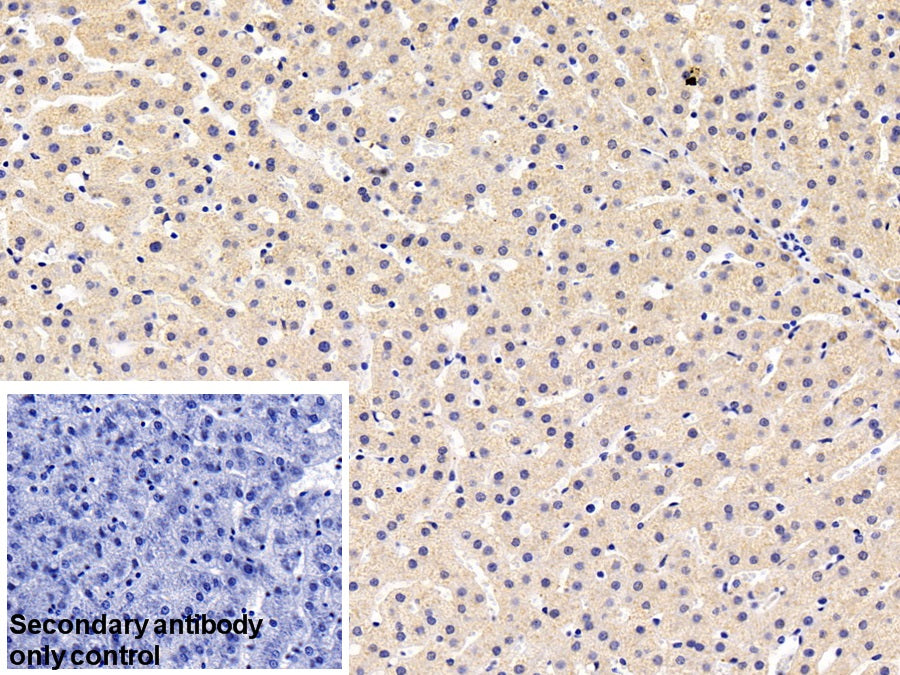 Alpha-1-B-Glycoprotein (a1BG) Monoclonal Antibody - image 2