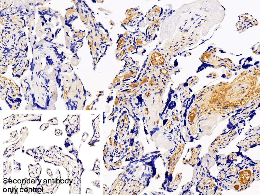 Tissue Plasminogen Activator (tPA) Monoclonal Antibody - image 2