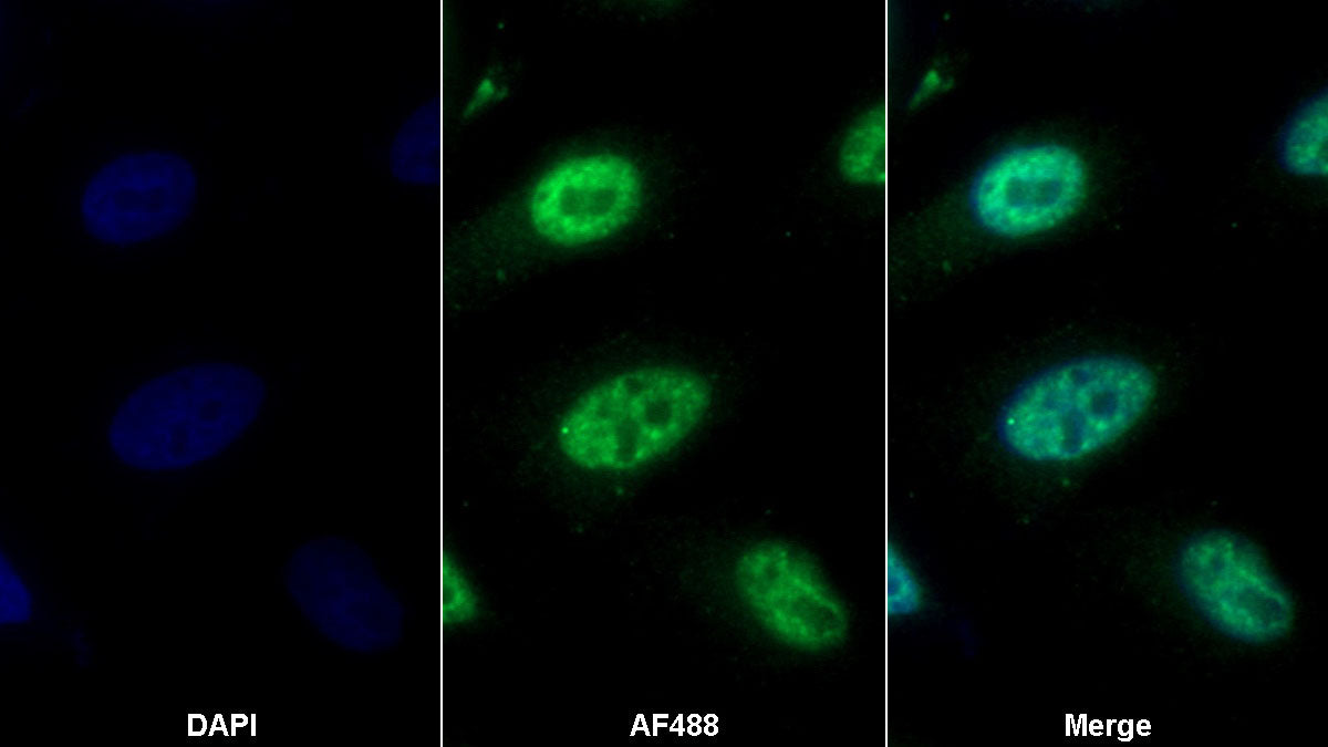 Thioredoxin (Trx) Monoclonal Antibody - image 2
