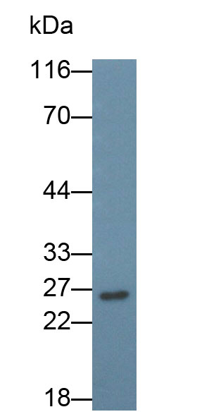 Cluster of Differentiation 79B (CD79B) Monoclonal Antibody - image 2