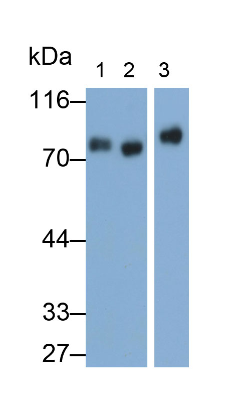 Human peripheral blood lymphocytes were stained with 10ug/ml mouse Anti-human HCAM Monoclonal Antibody