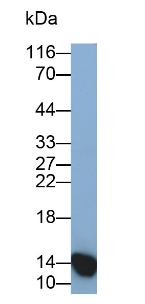 Western Blot; Sample: Rat Skeletal muscle lysate; Primary Ab: 0.25ug/ml Mouse Anti-Rat H-FABP Antibody; Second Ab: 0.2ug/ml HRP-Linked Caprine Anti-Mouse IgG Polyclonal Antibody