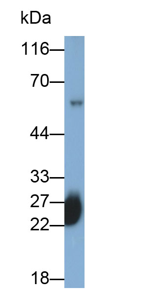 Immunoglobulin G (IgG) Monoclonal Antibody - image 2