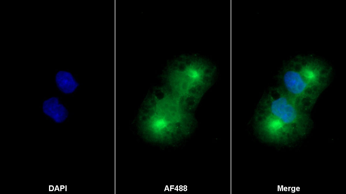 Dual Specificity Phosphatase 3 (DUSP3) Monoclonal Antibody - image 2