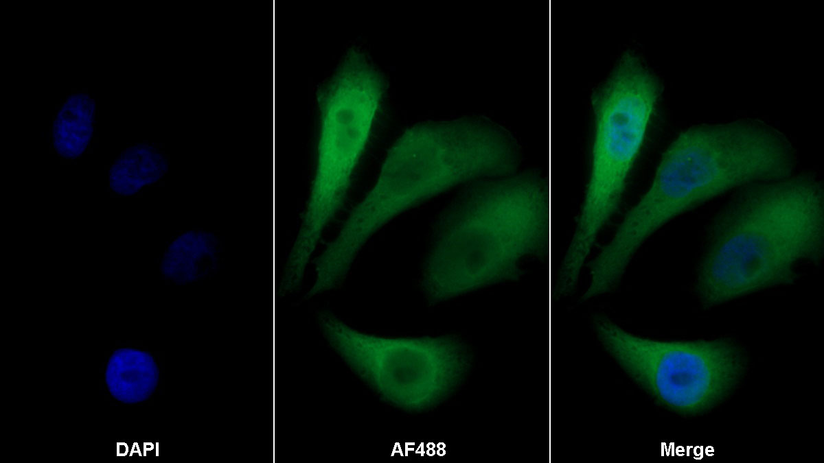 Amphiregulin (AREG) Monoclonal Antibody - image 2