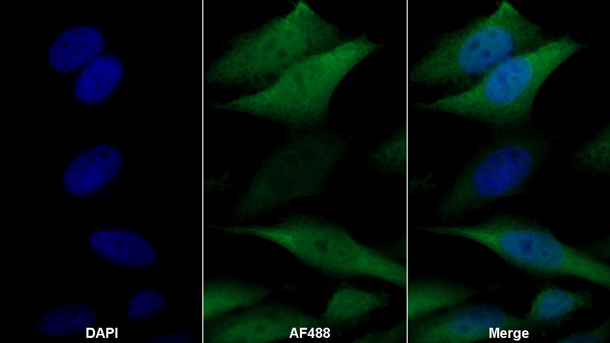 Amphiregulin (AREG) Monoclonal Antibody - image 2