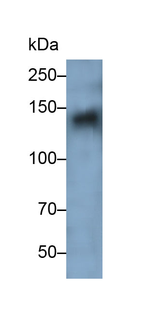 SPARC Like Protein 1 (SPARCL1) Polyclonal Antibody - image 2