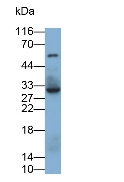 Western Blot; Sample: THP1 cell lysate; Primary Ab: 0.3ug/ml Mouse Anti-Human IL35 Antibody; Second Ab: 0.2ug/ml HRP-Linked Caprine Anti-Mouse IgG Polyclonal Antibody