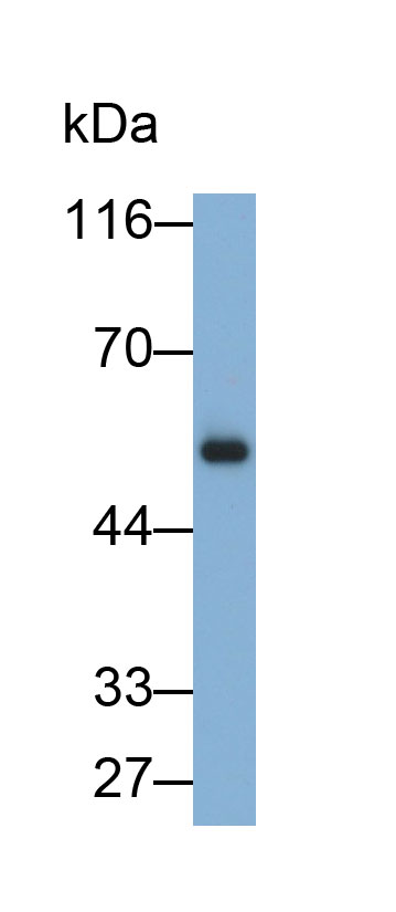 Immunoglobulin G (IgG) Monoclonal Antibody - image 2