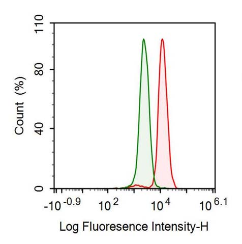 Anti-Heat Shock 70kDa Protein 1A (HSPA1A) Monoclonal Antibody - image 2