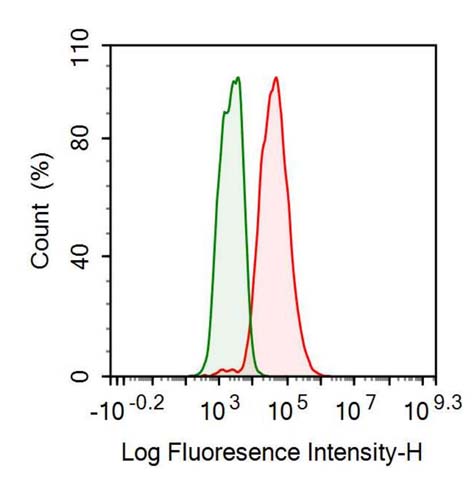 Human Hela cell line was fixed with 2% paraformaldehyde