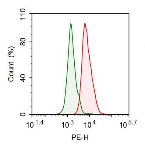Anti-Heat Shock Protein 60 (Hsp60) Monoclonal Antibody - image 2