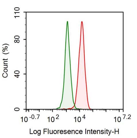 Anti-Histone Deacetylase 1 (HDAC1) Monoclonal Antibody - image 2