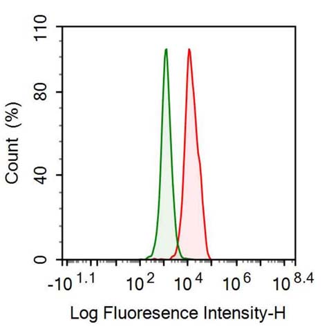 Anti-Histone Deacetylase 1 (HDAC1) Monoclonal Antibody - image 2