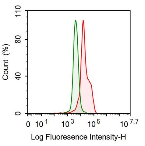 Anti-Neurofilament, Light Polypeptide (NEFL) Monoclonal Antibody - image 2