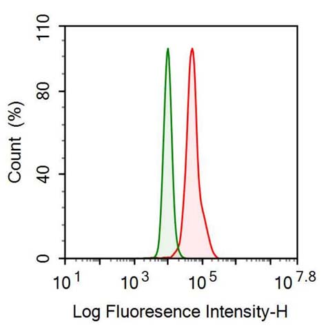 Anti-Galectin 1 (GAL1) Monoclonal Antibody - image 2