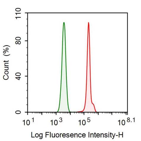 Anti-Complement component 1 Q subcomponent-binding protein, mitochondrial (C1QBP) Monoclonal Antibody - image 2
