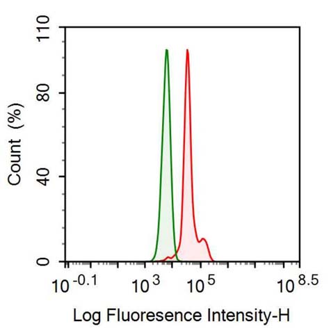 Anti-Insulin Like Growth Factor Binding Protein 1 (IGFBP1) Monoclonal Antibody - image 2