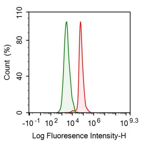Anti-Low Density Lipoprotein Receptor Related Protein 1 (LRP1) Monoclonal Antibody - image 2