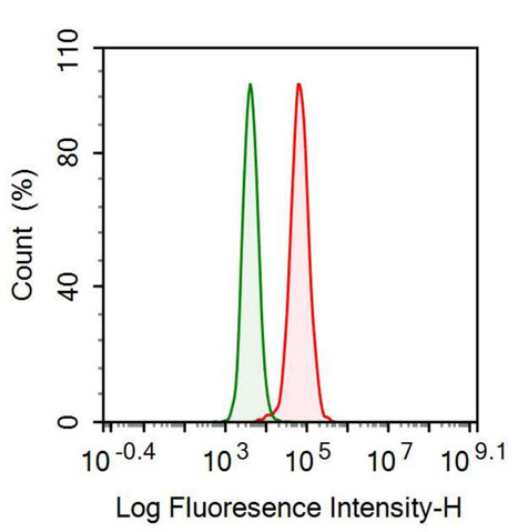 Anti-Clusterin (CLU) Monoclonal Antibody - image 2
