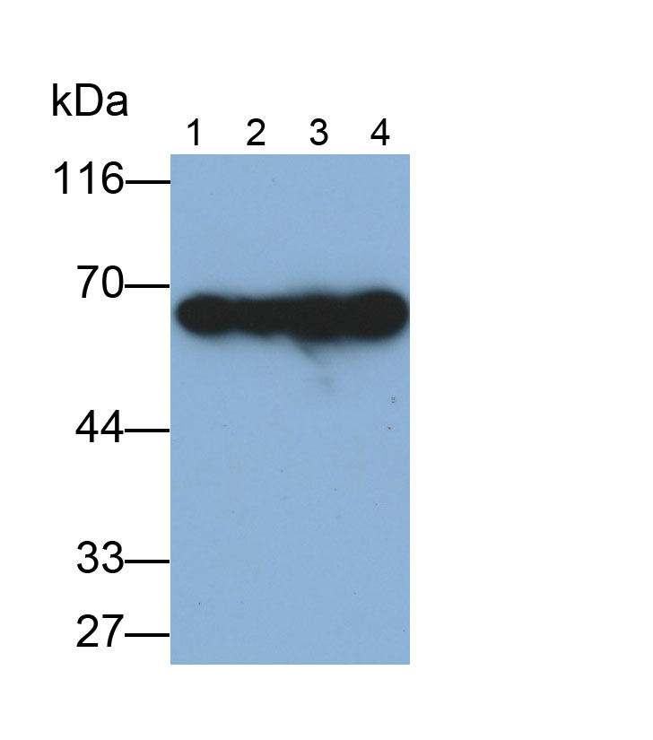 Pyruvate kinase isozymes M2 (PKM2) Monoclonal Antibody - image 3