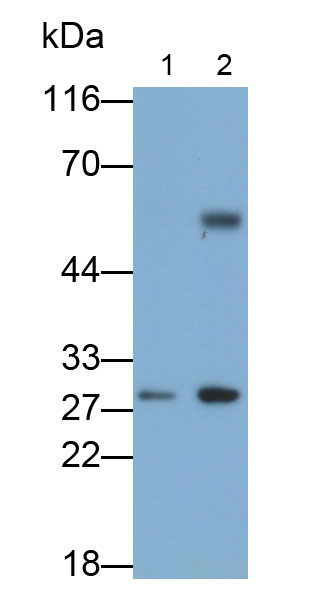 Western Blot; Sample: THP1 cell lysate; Primary Ab: 0.3ug/ml Mouse Anti-Human IL35 Antibody; Second Ab: 0.2ug/ml HRP-Linked Caprine Anti-Mouse IgG Polyclonal Antibody