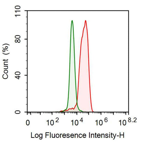 Neurofilament, Light Polypeptide (NEFL) Monoclonal Antibody - image 3