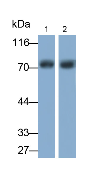 Amyloid Beta Precursor Protein Binding Protein B1 (APBB1) Polyclonal Antibody - image 2
