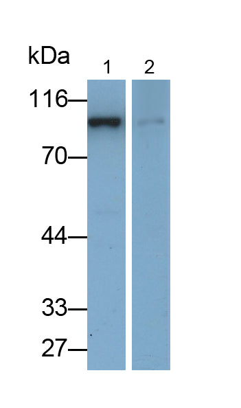 Western Blot; Samples: Lane1: Hela cell lysate; Lane2: HepG2 cell lysate; Primary Ab: 0.1ug/ml Rabbit Anti-Human AMPD2 Antibody; Second Ab: 0.2ug/ml HRP-Linked Caprine Anti-Rabbit IgG Polyclonal Antibody