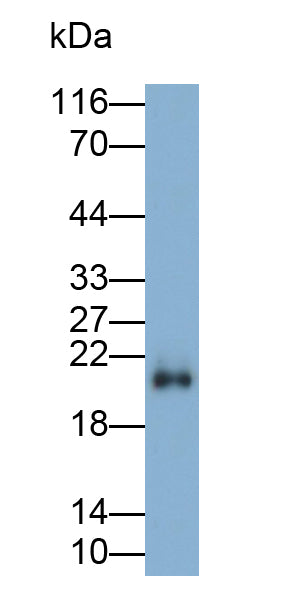Ras Homolog Gene Family, Member B (RHOB) Polyclonal Antibody - image 2