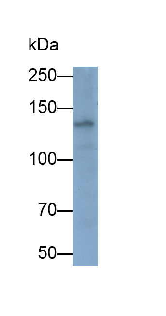 Permeability Glycoprotein (Pgp) Monoclonal Antibody - image 2